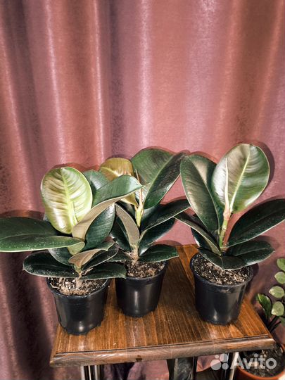 Фикус София