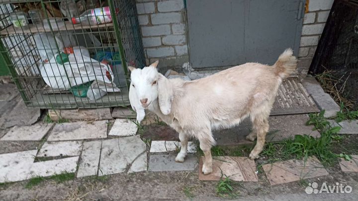 Нубийские козы