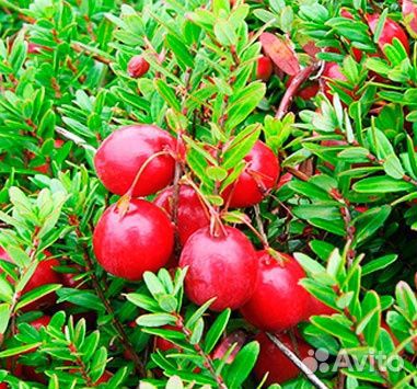 Клюква садовая