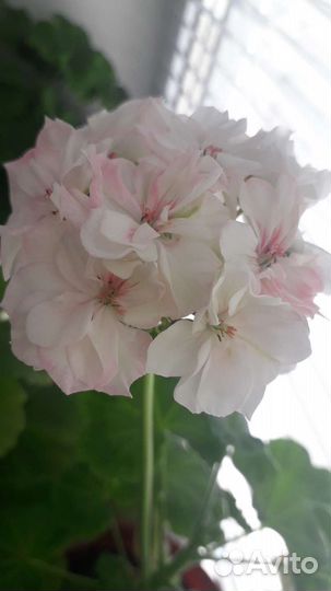 Пеларгония