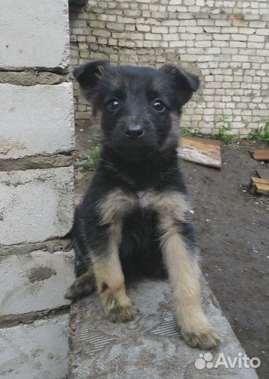 Отдам бесплатно