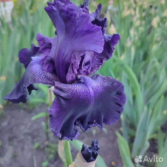Ирисы бородатые сортовые