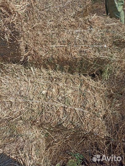 Продам сено люцерны