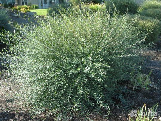 Ивы шаровидные и другие виды