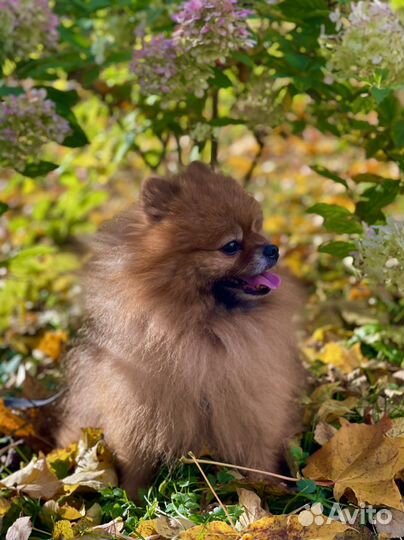 Померанский шпиц Вязка кобель