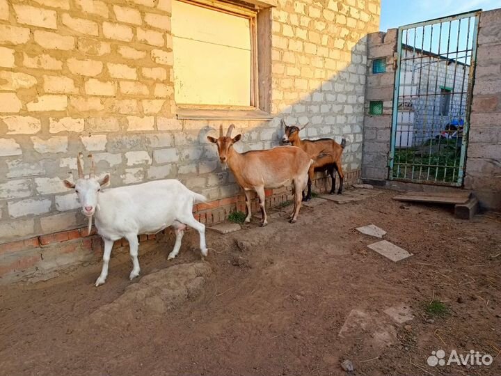 Продам дойных коз