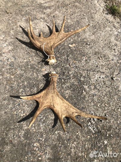Продам рога лося