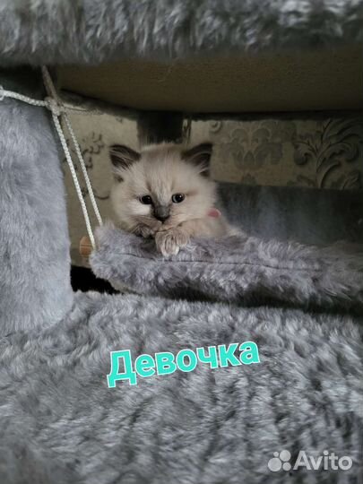 Котята Невской Маскарадной