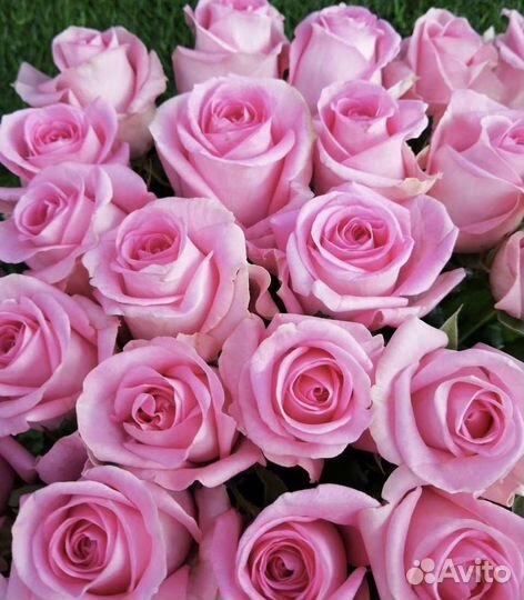 Букет из роз, цена реальная