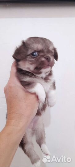 Малыши для любви и для души