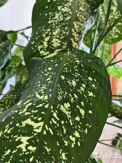 Диффенбахия