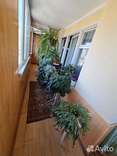 Комнатные растения цветы