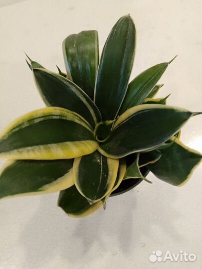 Сансевиерия Ханни крео