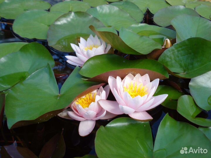 Водная лилия