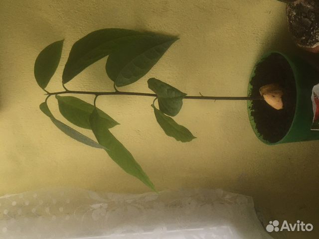 Дерево авокадо