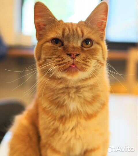 Котобюро. коты, кошки, котята в ответственные руки