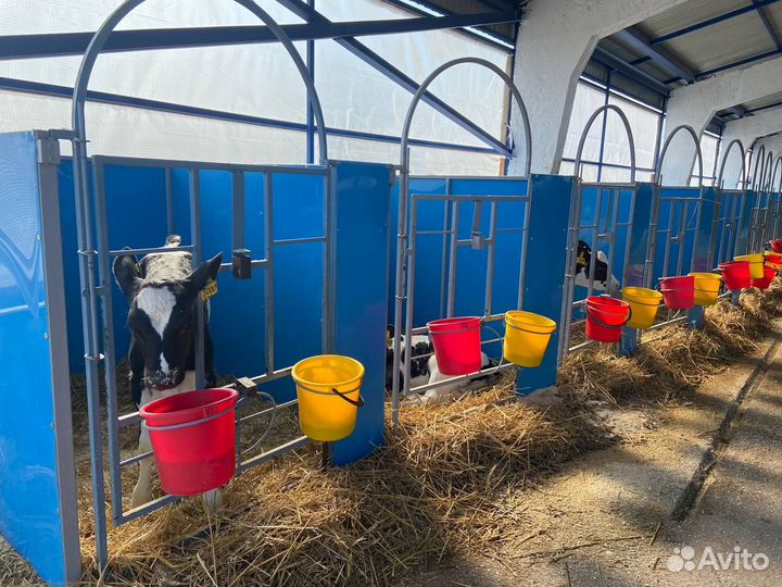 Бокс для телят