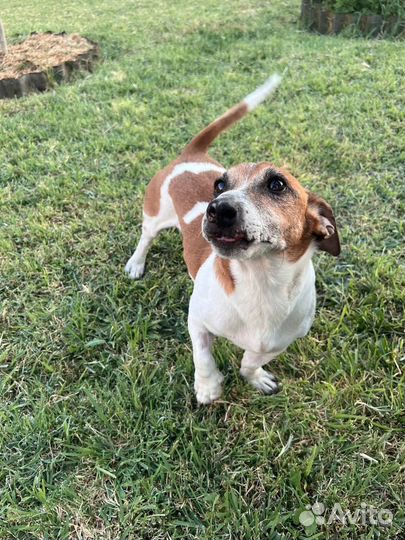 Собака в добрые руки отдам бесплатно