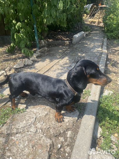 Вязка такса мальчик