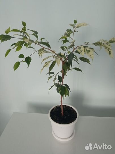 Фикус эльдорадо