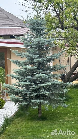 Ель голубая 3,5 м