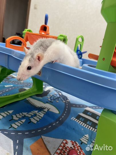 Крыса с клеткой