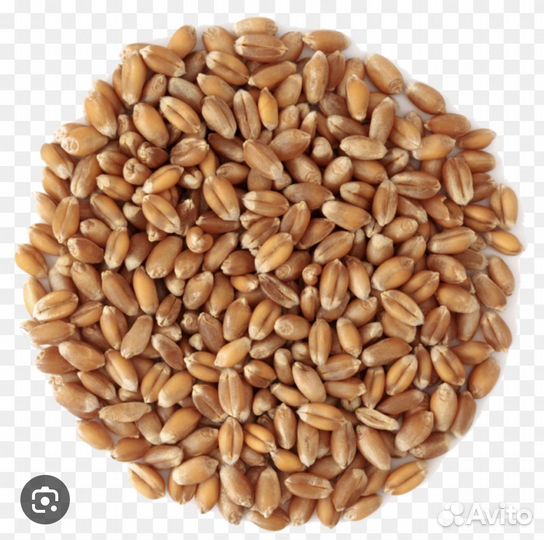 Зерно пшеница