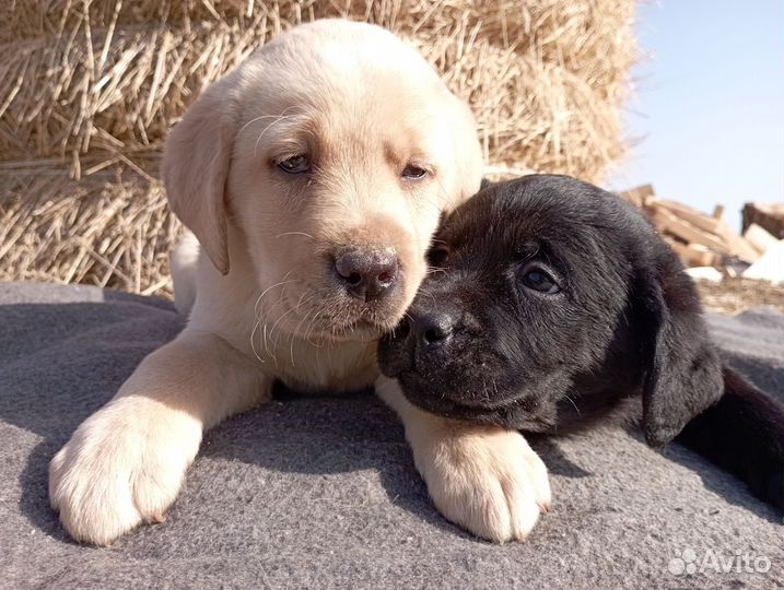 Щенки лабрадора