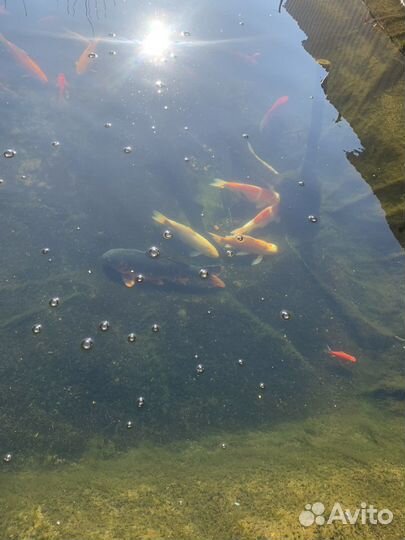 Рыба карп кои
