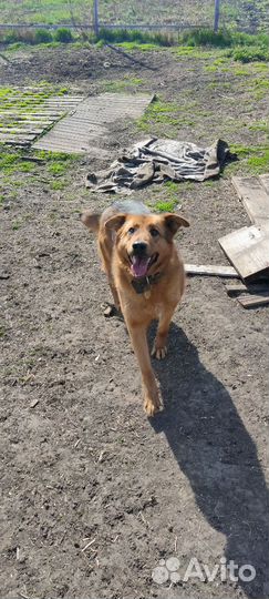 Умнейшая собака в поисках дома