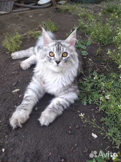Кот для вязки мейн-кун