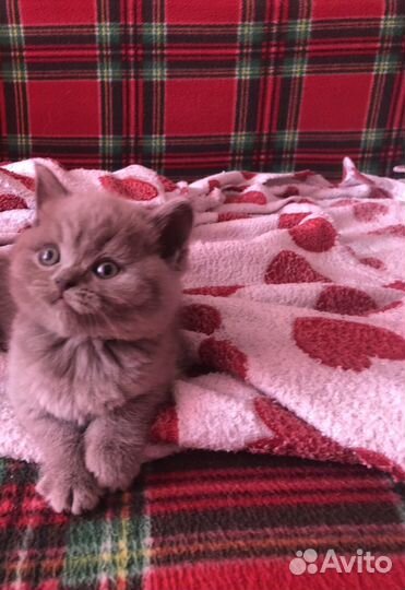 Шотландские котята разных окрасов