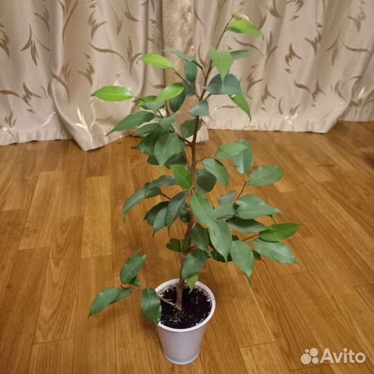 Фикус бенджамина