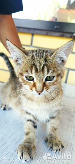 Котенок в добрые руки