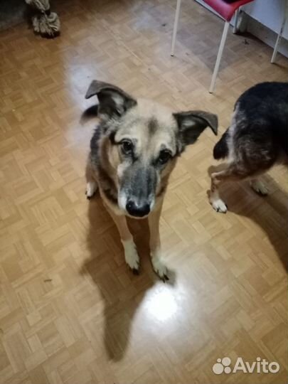 Мухтару грозит усыпление нужна передержка дом