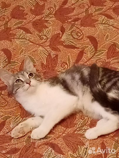 Кошечка в добрые руки