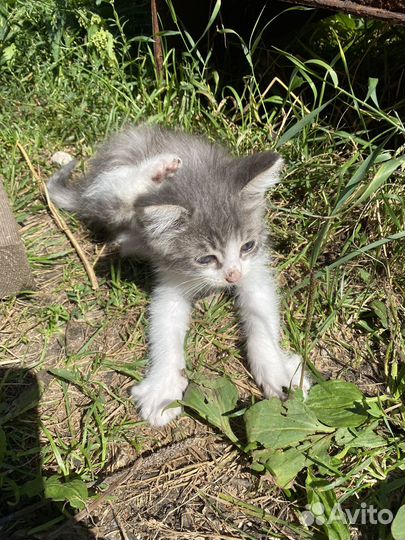 Котята озорники в добрые руки