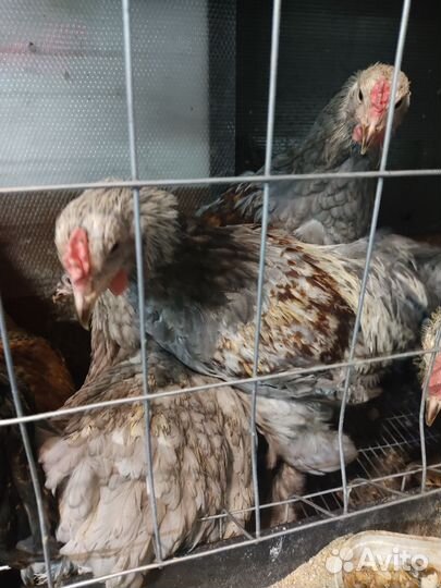 Петух Брама 3/4