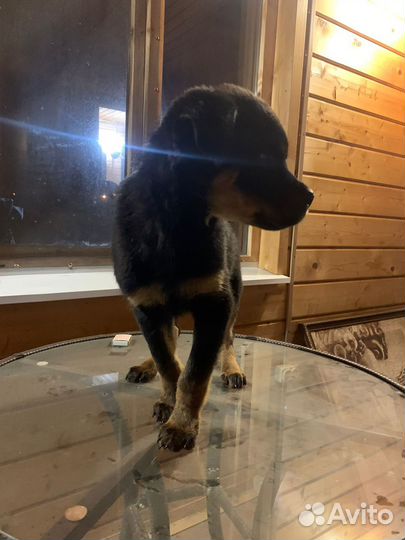 Щенки Ротвейлера