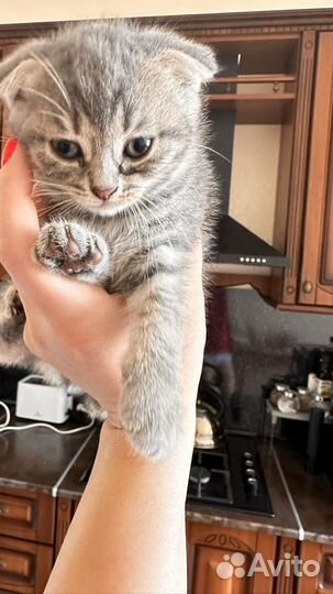 Отдам котят