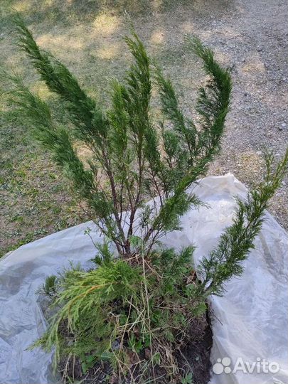 Можжевельник казацкий