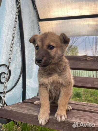 Собака щенок Малявочка