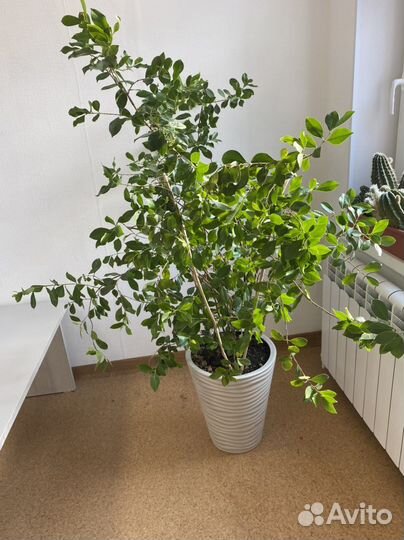 Арбутус обыкновенный. (Земляничное дерево)