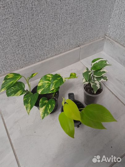 Сциндапсусы