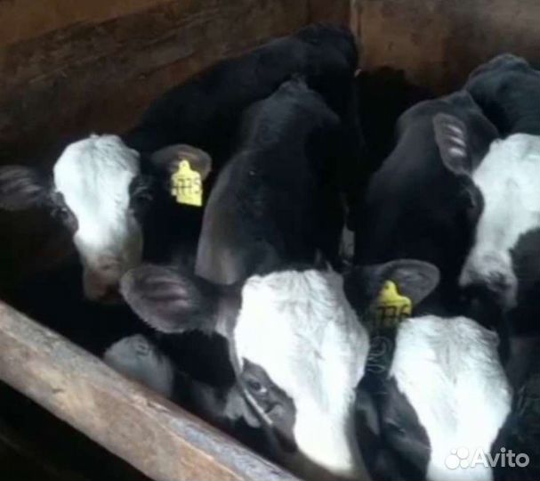 Бычки на откорм