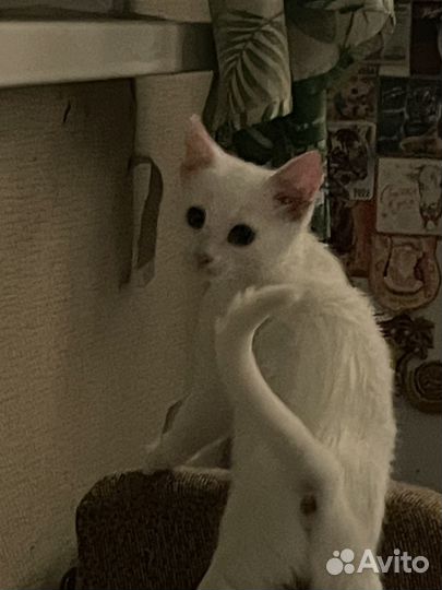 Кошечка в добрые руки
