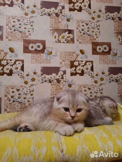 Шотландские котята