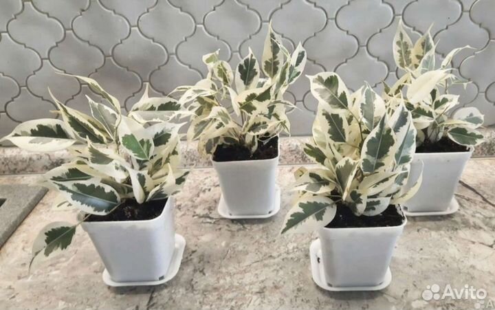 Фикус Белый Красавец