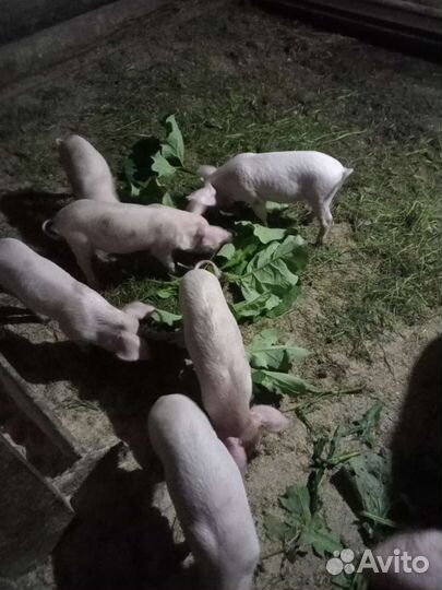 Поросята