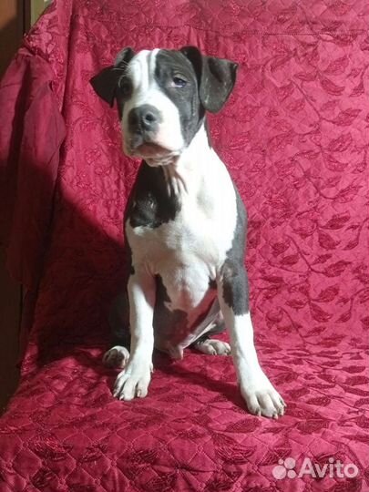 Щенки американского питбуля